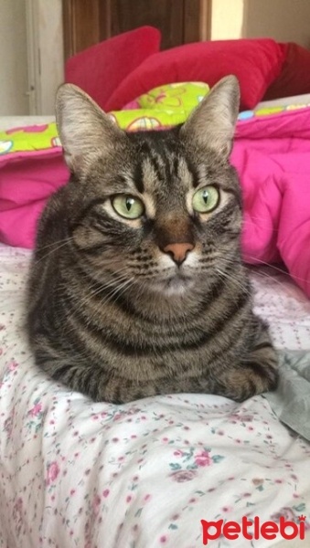 Tekir Kedi, Kedi  Gölge fotoğrafı