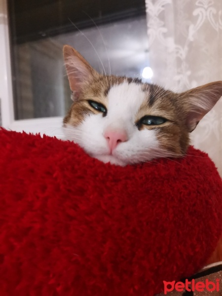 Tekir Kedi, Kedi  Boncuk hanım fotoğrafı