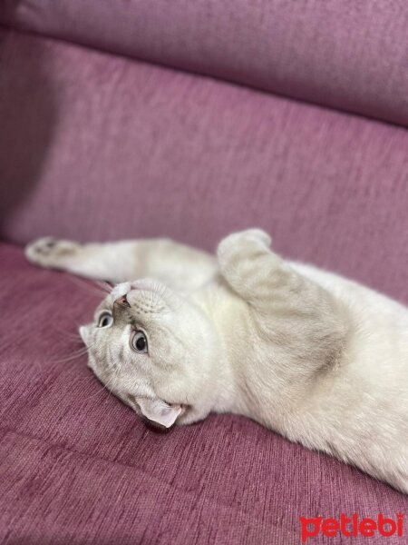 Scottish Fold, Kedi  Sütlaç fotoğrafı