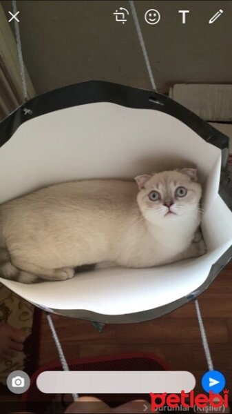 Scottish Fold, Kedi  Sütlaç fotoğrafı