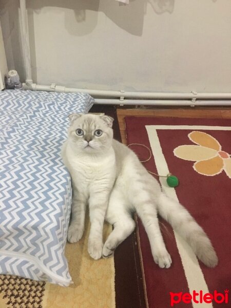 Scottish Fold, Kedi  Sütlaç fotoğrafı