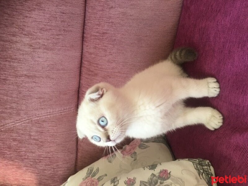 Scottish Fold, Kedi  Sütlaç fotoğrafı