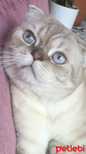 Scottish Fold, Kedi  Sütlaç fotoğrafı