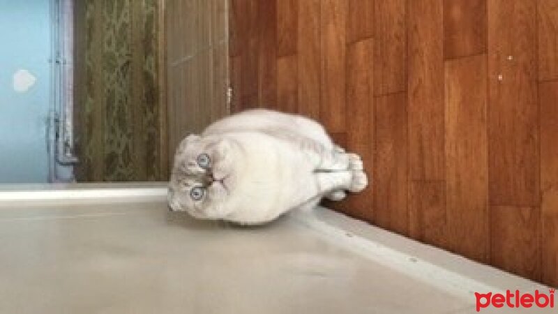 Scottish Fold, Kedi  Sütlaç fotoğrafı