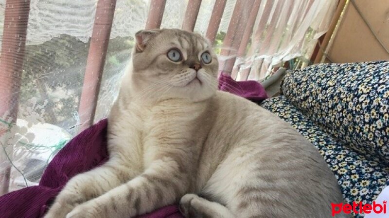 Scottish Fold, Kedi  Sütlaç fotoğrafı