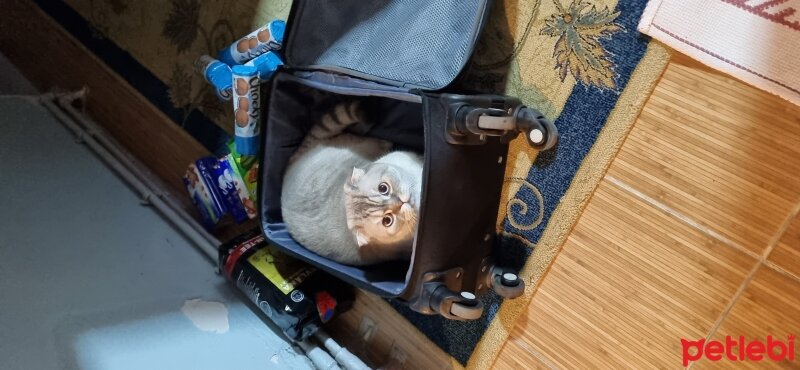 Scottish Fold, Kedi  Sütlaç fotoğrafı