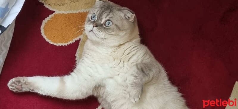 Scottish Fold, Kedi  Sütlaç fotoğrafı