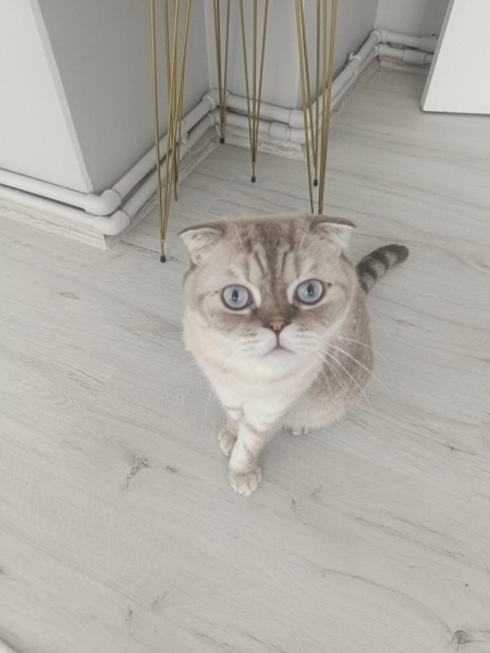Scottish Fold, Kedi  Sütlaç fotoğrafı