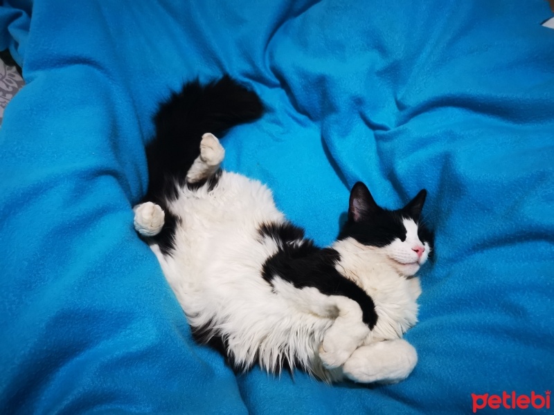 Tekir Kedi, Kedi  Cimcim fotoğrafı