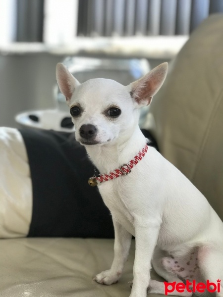 Chihuahua, Köpek  Olaf fotoğrafı