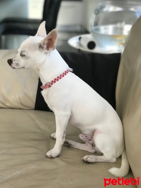 Chihuahua, Köpek  Olaf fotoğrafı