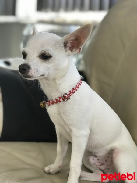 Chihuahua, Köpek  Olaf fotoğrafı