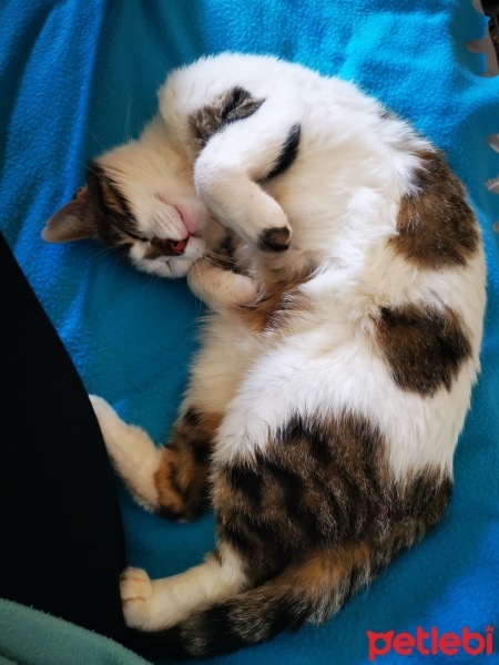Tekir Kedi, Kedi  Benek fotoğrafı