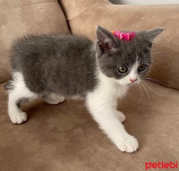 British Shorthair, Kedi  Luna fotoğrafı