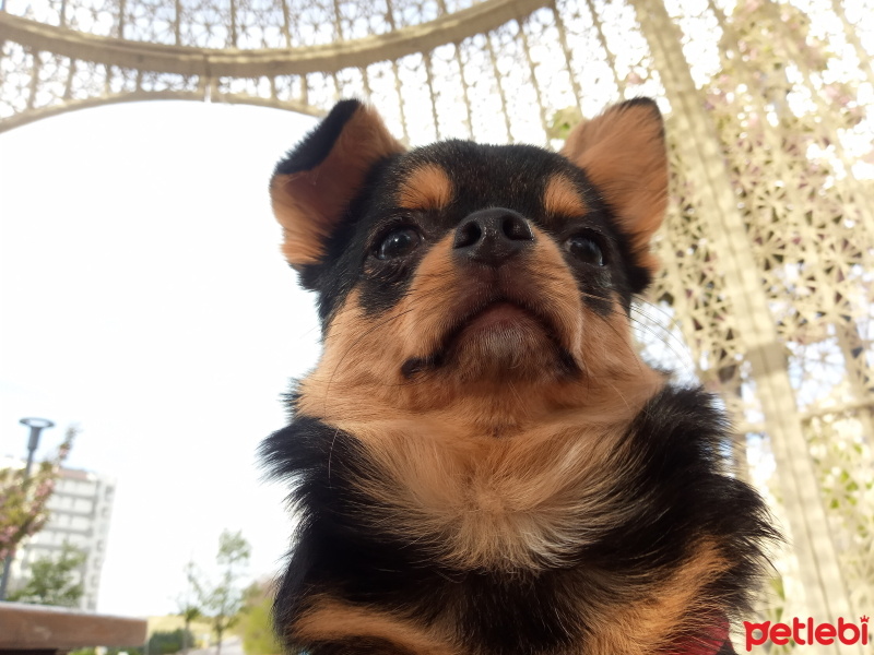 Chihuahua, Köpek  Elvis Boy fotoğrafı