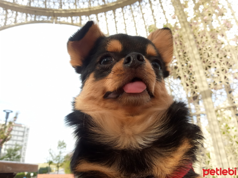 Chihuahua, Köpek  Elvis Boy fotoğrafı
