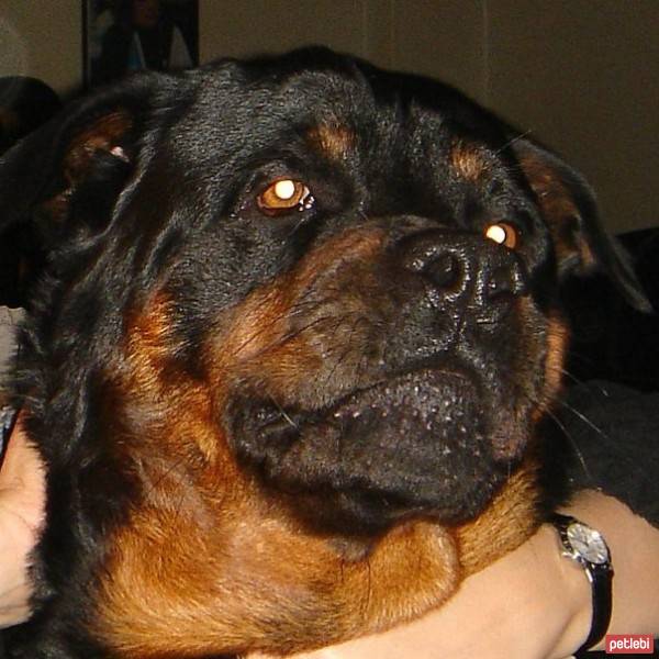 Rottweiler, Köpek  BRUTUS fotoğrafı