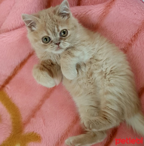 Exotic Shorthair, Kedi  Paşa fotoğrafı