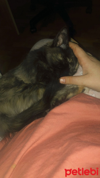 Tekir Kedi, Kedi  Cücü fotoğrafı