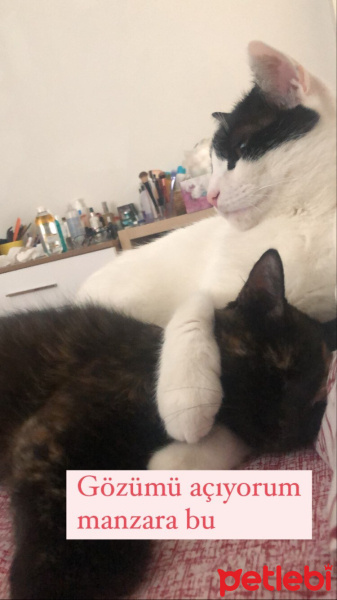 Tekir Kedi, Kedi  Cücü fotoğrafı