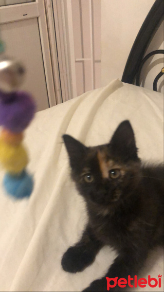 Tekir Kedi, Kedi  Cücü fotoğrafı