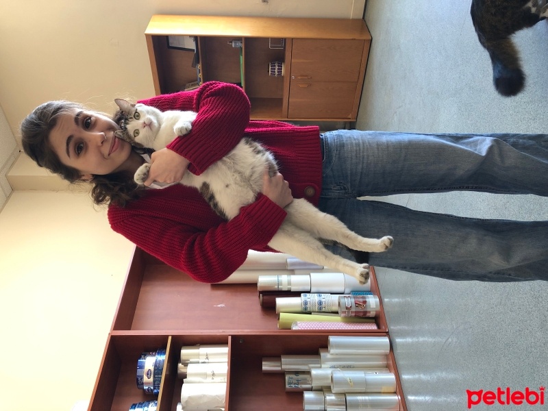 Tekir Kedi, Kedi  Bala fotoğrafı