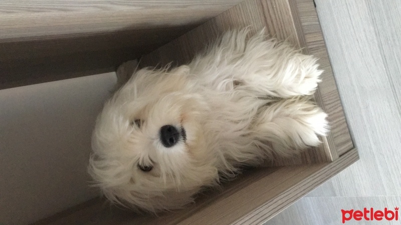 Maltese, Köpek  Fıstık fotoğrafı