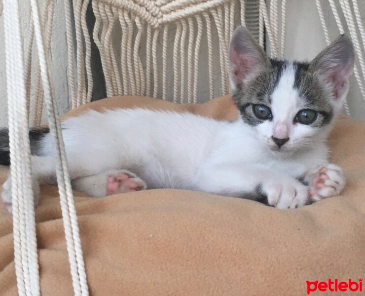 Tuxedo (Smokin) Kedi, Kedi  Sütlaç fotoğrafı