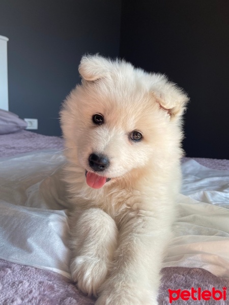 Samoyed, Köpek  Mila fotoğrafı