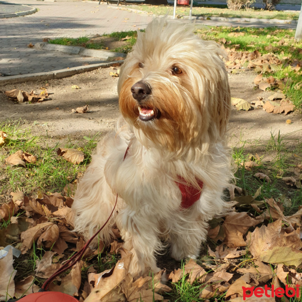 Maltese, Köpek  Çiko fotoğrafı