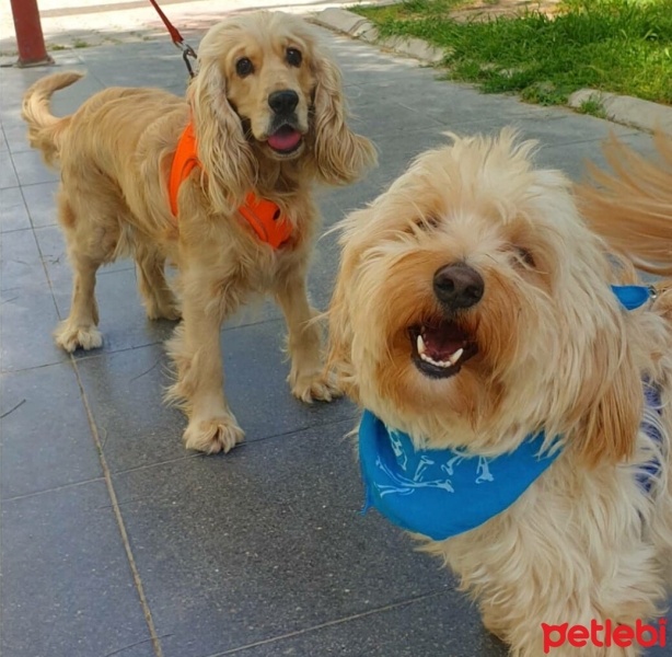 Maltese, Köpek  Çiko fotoğrafı
