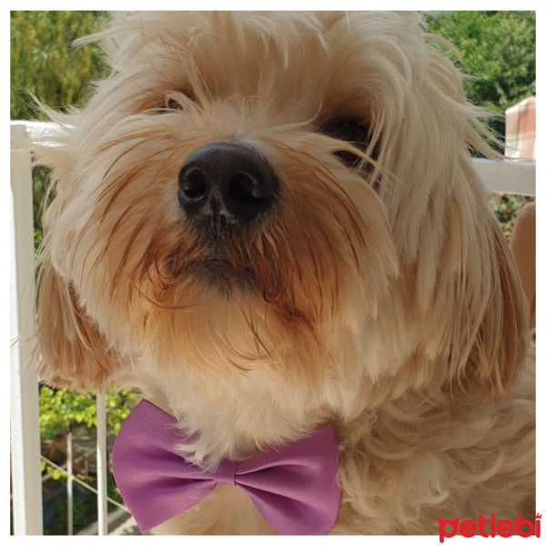 Maltese, Köpek  Çiko fotoğrafı