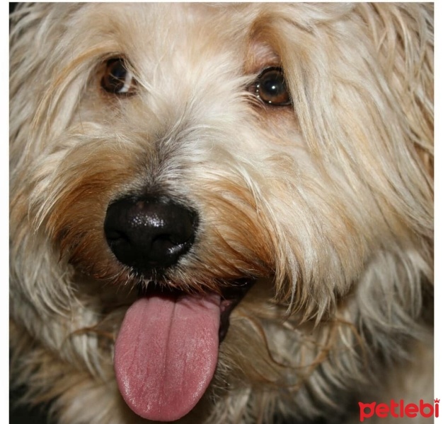 Maltese, Köpek  Çiko fotoğrafı