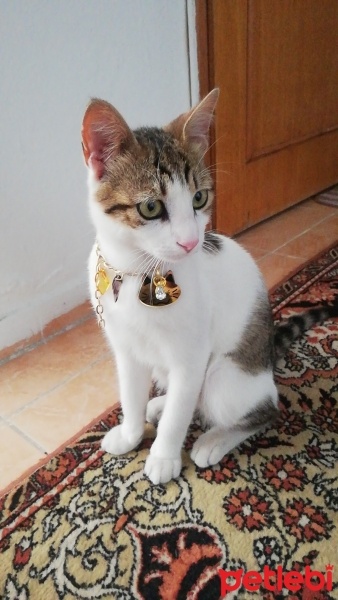 Tekir Kedi, Kedi  Boncuk fotoğrafı