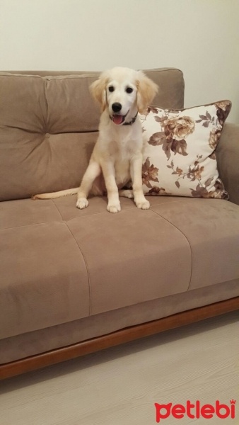 Golden Retriever, Köpek  Lara fotoğrafı