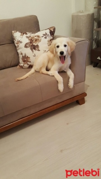 Golden Retriever, Köpek  Lara fotoğrafı