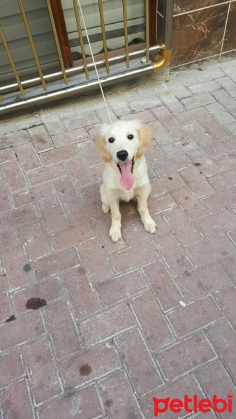 Golden Retriever, Köpek  Lara fotoğrafı