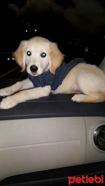 Golden Retriever, Köpek  Lara fotoğrafı