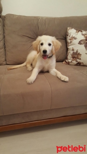 Golden Retriever, Köpek  Lara fotoğrafı