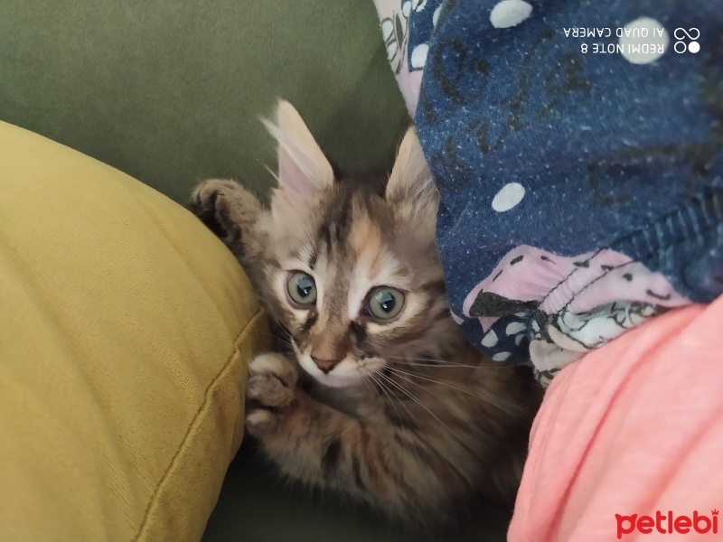 Tekir Kedi, Kedi  Mia fotoğrafı