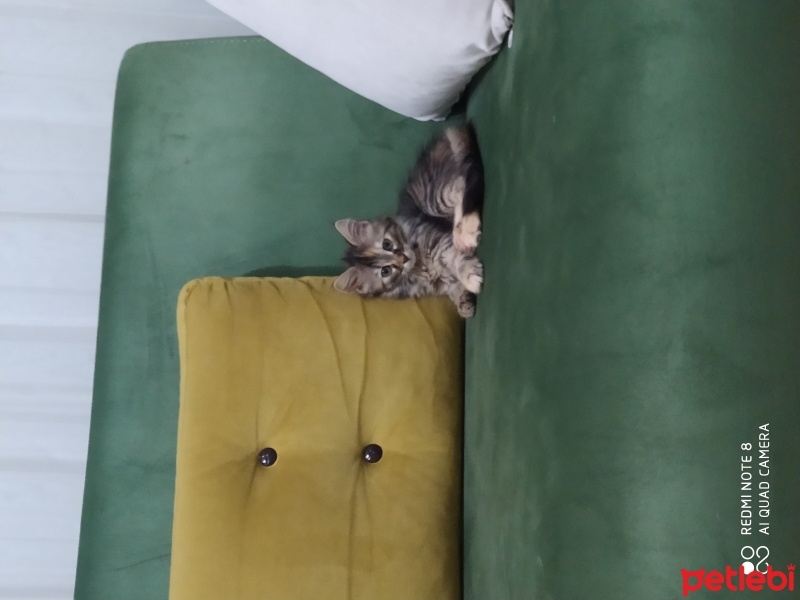 Tekir Kedi, Kedi  Mia fotoğrafı