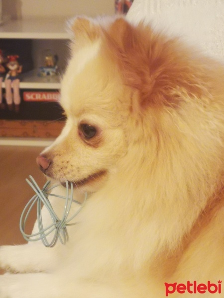 Pomeranyalı, Köpek  Arwen fotoğrafı