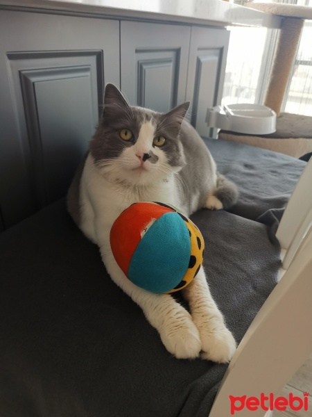 Ankara Kedisi, Kedi  Maya fotoğrafı