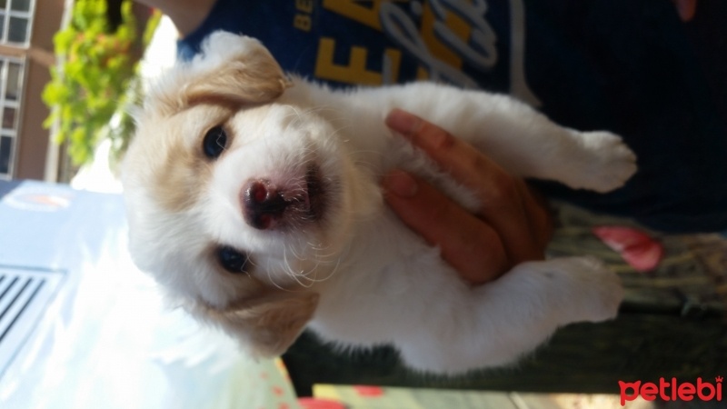 Maltese, Köpek  Misha fotoğrafı
