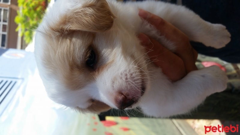 Maltese, Köpek  Misha fotoğrafı