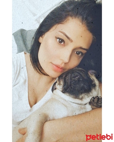 Pug, Köpek  Hera fotoğrafı