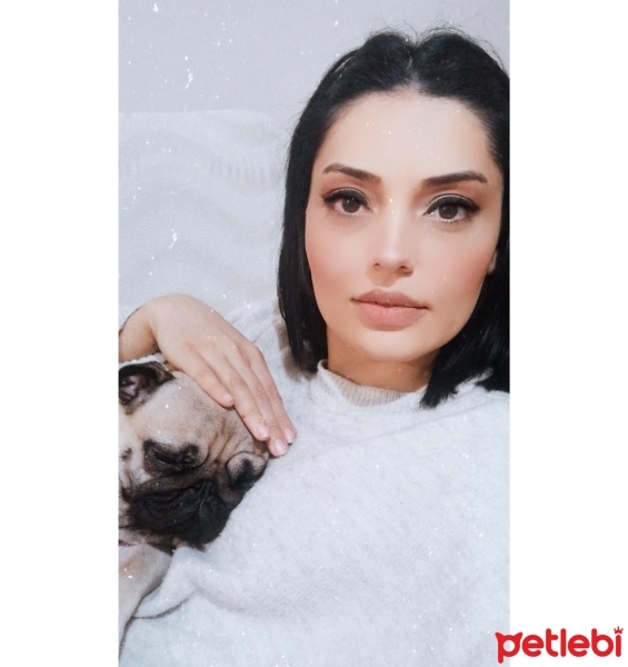 Pug, Köpek  Hera fotoğrafı