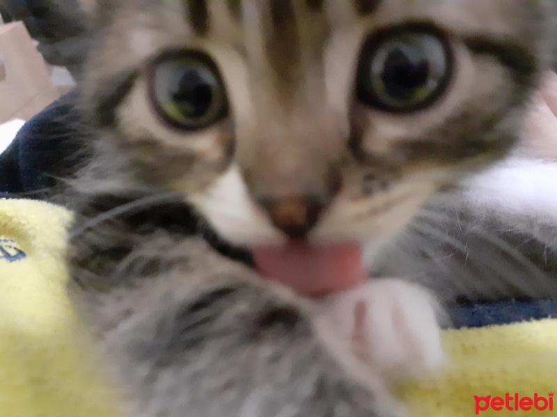 Tekir Kedi, Kedi  Bıdık fotoğrafı