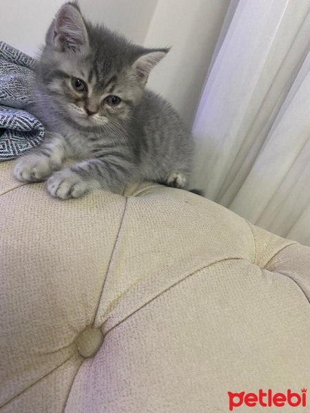 Scottish Fold, Kedi  DUMAN fotoğrafı
