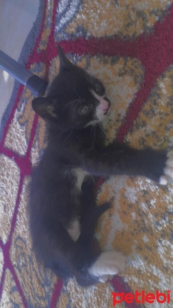 Tekir Kedi, Kedi  Duman fotoğrafı